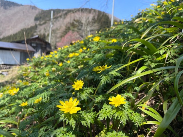 河合町のフクジュソウ群生地（上ヶ島地区）